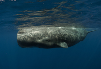 sperm whales